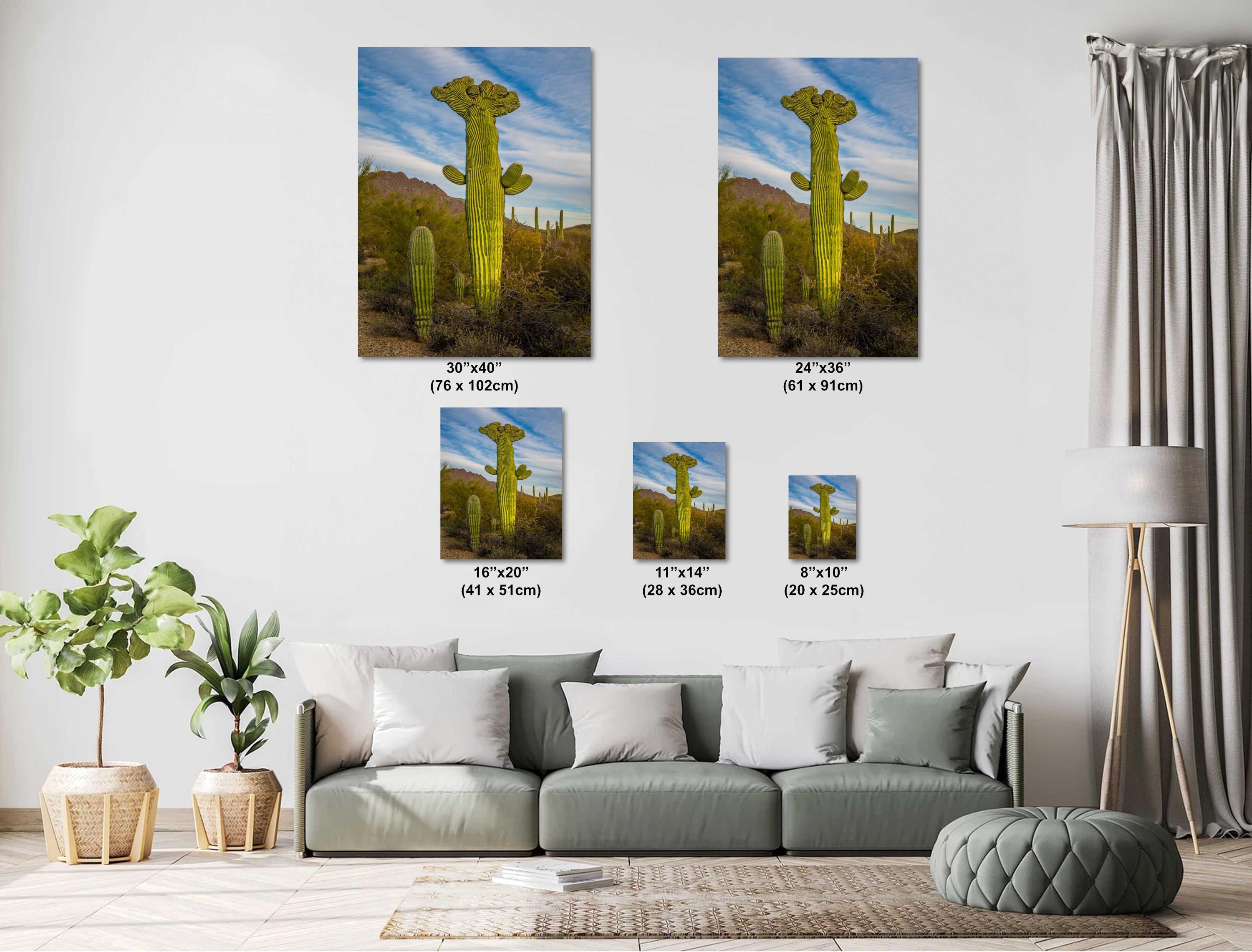 Saguaro Cactus: Tucson Mountain Park, Arizona Desert Photography Wall Art