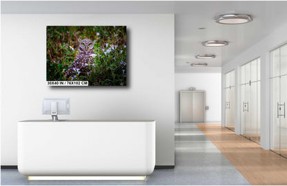 Burrowing Owl Amid Blossoms and Grass – Cape Coral’s Feathered Star The Americas Print Wall Art Photography Aluminum/Acrylic/Metal/Canvas