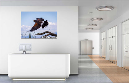 Harris's Hawk Desert Flight Photography: Southwest Wildlife Art Print