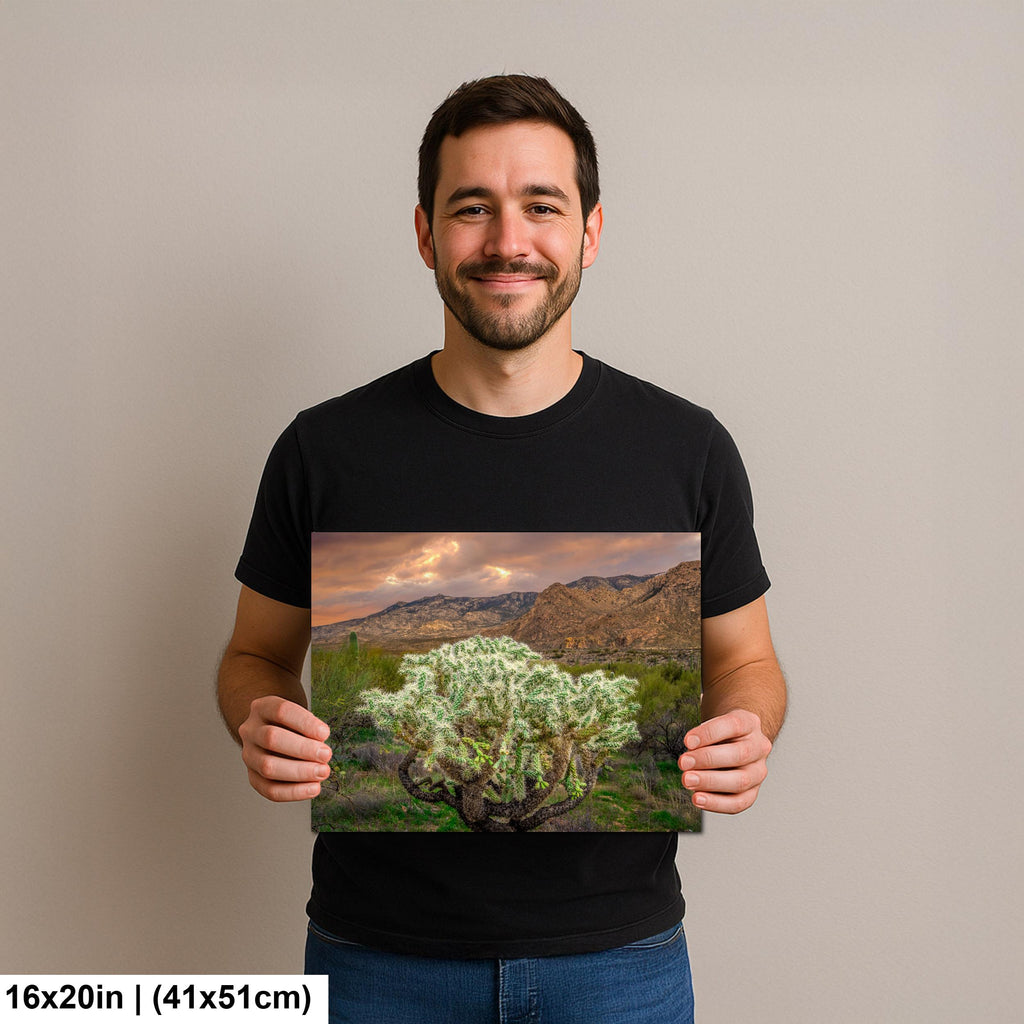 Cholla Cactus at Sunset - Catalina State Park Tucson Arizona Photography Print