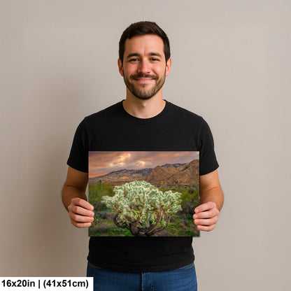 Cholla Cactus at Sunset - Catalina State Park Tucson Arizona Photography Print
