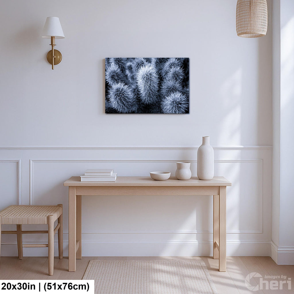Cholla Cactus Spines Black and White - Saguaro National Park East Tucson Photography Print