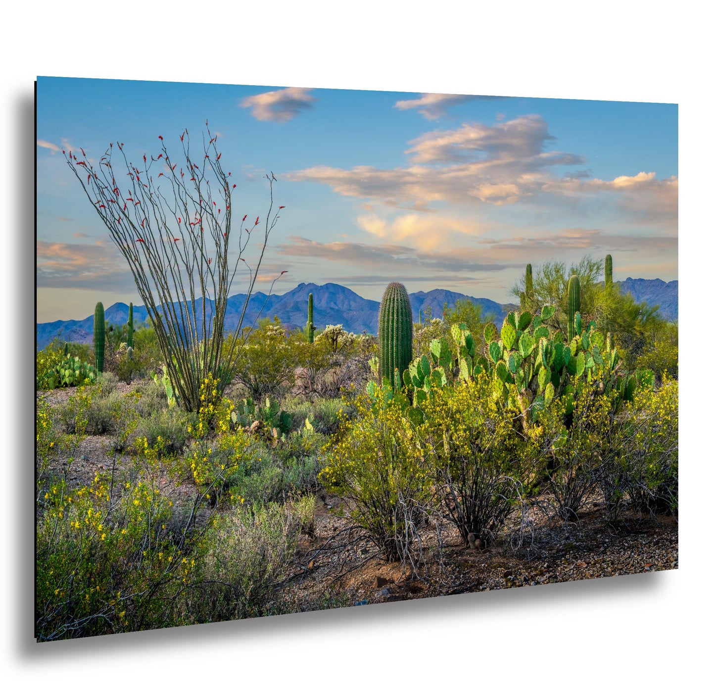 Sonoran Desert Wildflowers with Saguaros Photography Print, Tucson Arizona Landscape, Southwest Wall Art Decor
