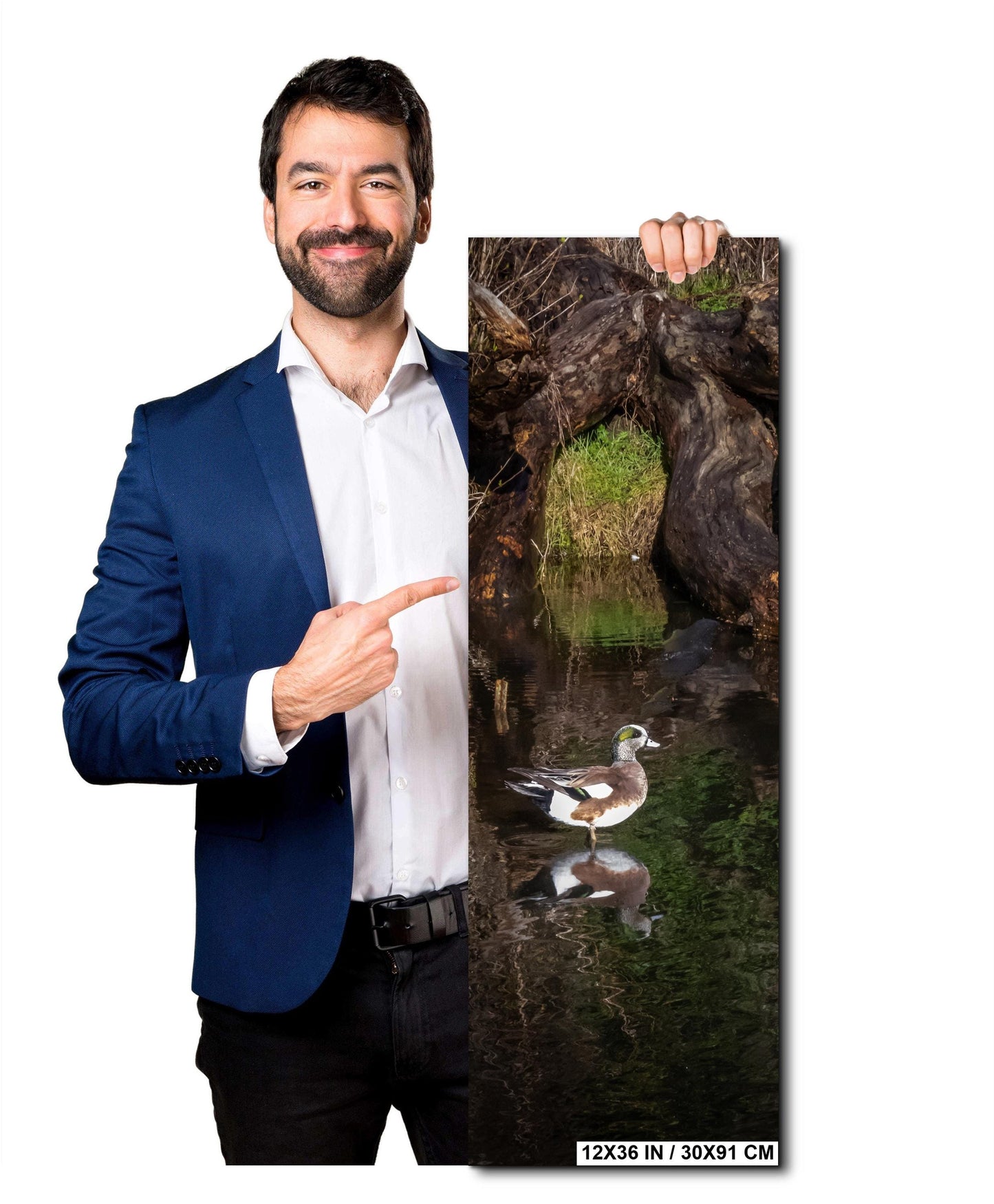 American Wigeon Duck Photo Print: Seattle Pond Wildlife Art