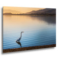 Lakeside Heron: Lake Elsinore California Wildlife Photography Wall Art