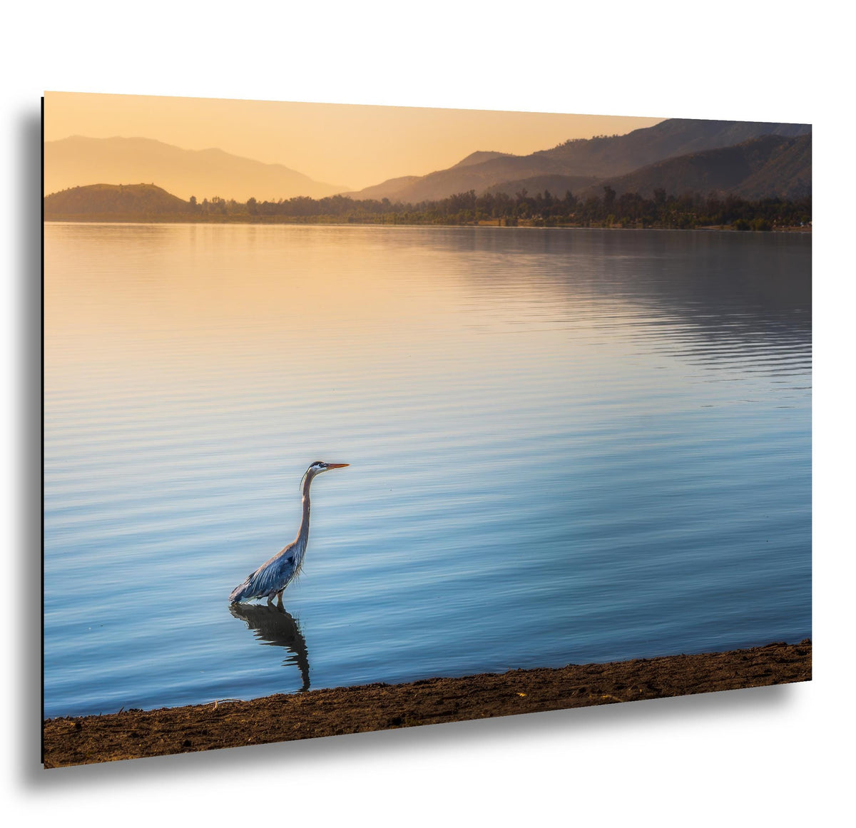 Lakeside Heron: Lake Elsinore California Wildlife Photography Wall Art