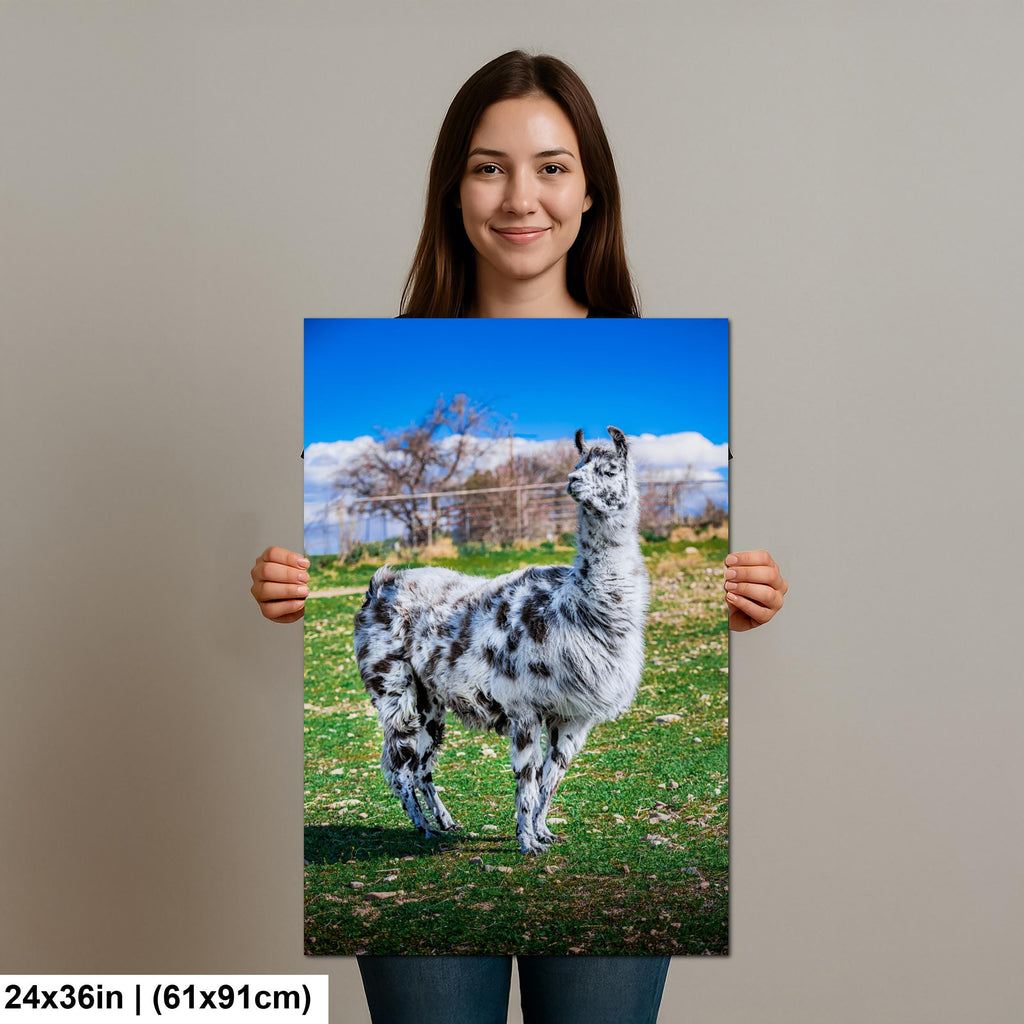 Spotted Llama in Pasture, Tucson Arizona, Photography Print Wall Art