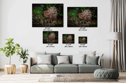 Burrowing Owl’s Grace on the Ground – Cape Coral’s Most Adorable Resident The Americas Print Wall Art Photography Aluminum/Metal/Canvas