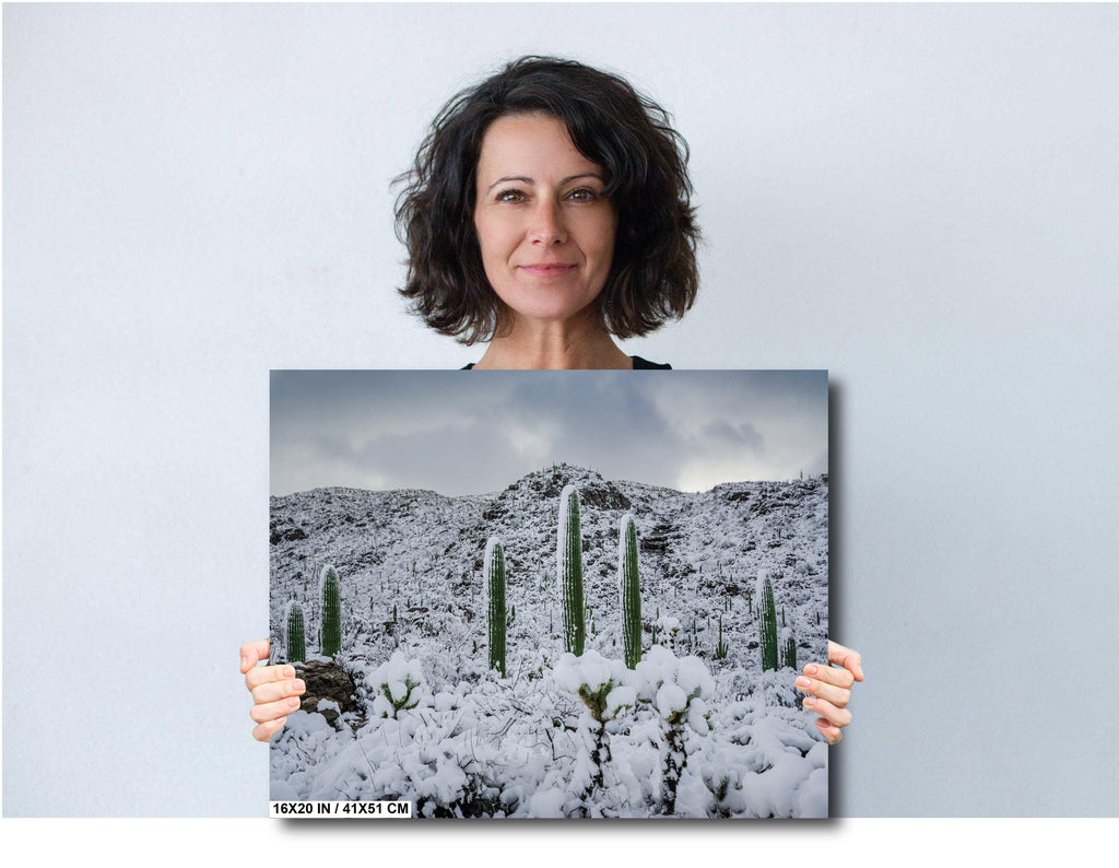 Saguaro National Park Winter Snow Photography Print: Tucson Desert Wall Art