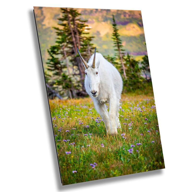 Alpine Majesty: Glacier Mountain Goat National Park Wildlife Photography Wall Art Home
