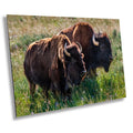 Bison Romance Metal Print: Yellowstone Buffalo Wall Art
