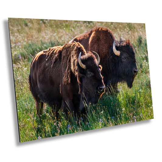 American Buffalo Romance: Male and Female Bison Courting in Yellowstone Wall Art Metal Canvas Print