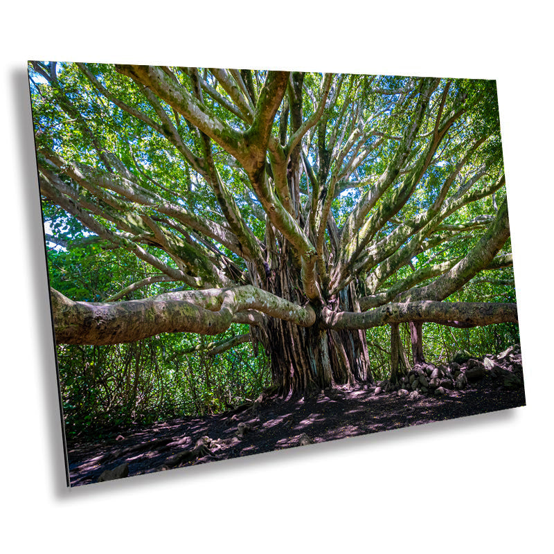 Banyan Tree Photography - Haleakala National Park Maui Nature Prints | Tropical Wall Art