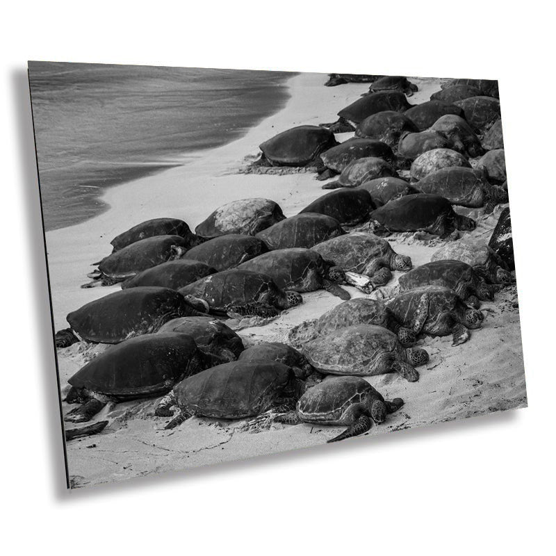 Maui Turtles Photography Print: Black and White Ocean Wall Art