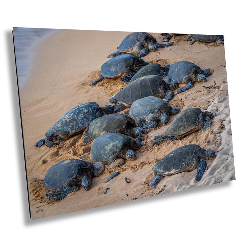 Bale of Turtles: Maui Hawaii Sea Photography Ocean Wildlife Wall Art Print