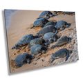 Bale of Turtles: Maui Hawaii Sea Photography Ocean Wildlife Wall Art Print