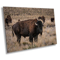 American Bison Photography: Utah Wildlife Metal Canvas Print