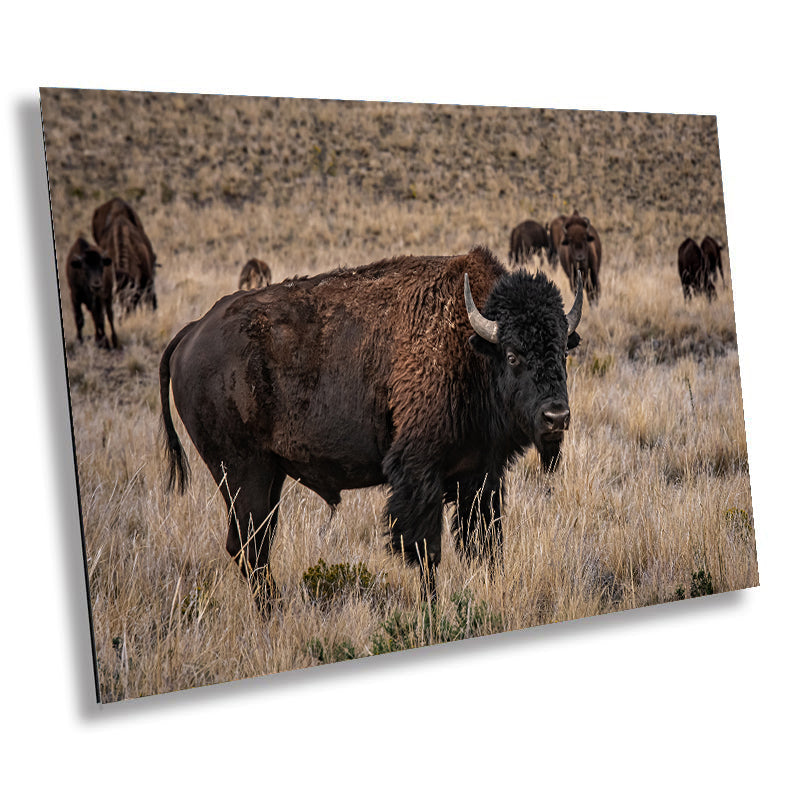 American Bison Photography: Utah Wildlife Metal Canvas Print