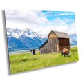 Grand Teton National Park Print: Thomas Murphy Barn, Bison, Mountain Landscape
