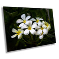 Blooms of Eternity: Hawaiian White Plumeria Flower Photography Wall Art Nature Print