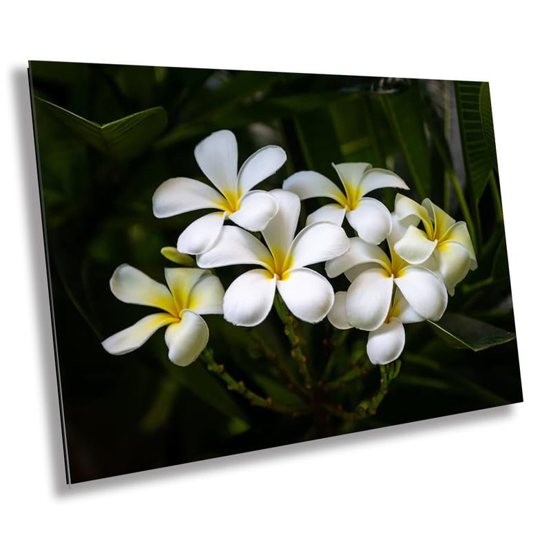 Blooms of Eternity: Hawaiian White Plumeria Flower Photography Wall Art Nature Print