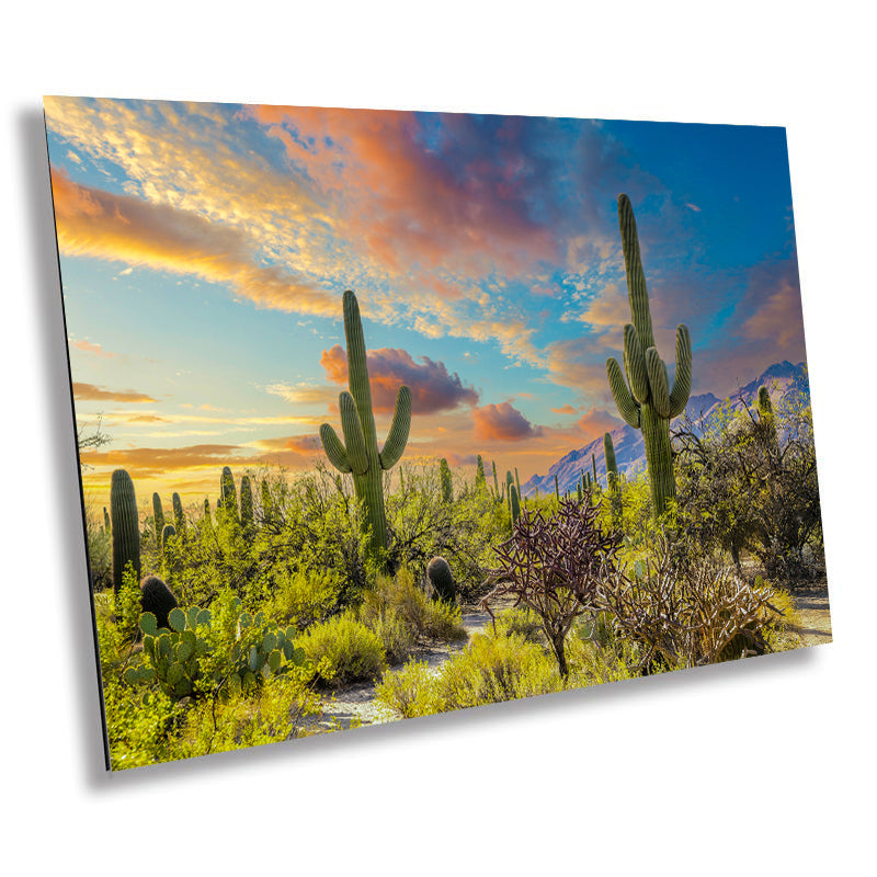 Sabino Canyon Cactus Sunset: Tucson Arizona Desert Photography Wall Art
