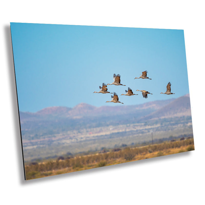 Dancing in the Sky: Sandhill Cranes in Flight Bird Watching Photography Nature Wall Art Print