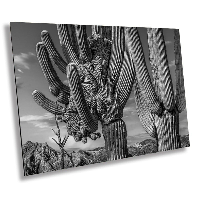 Saguaro Cactus American Southwest Landscape Desert Photography Wall Art