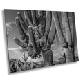 Saguaro Cactus American Southwest Landscape Desert Photography Wall Art