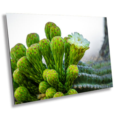 Desert Jewels: Saguaro Cactus Flower Blooms Metal Canvas Print Desert Cactus Wall Art Arizona Landscape Photography