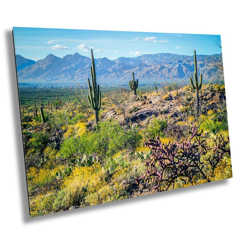 Desert Tapestry: Saguaro National Park East Arizona Cactus Photography Wall Art