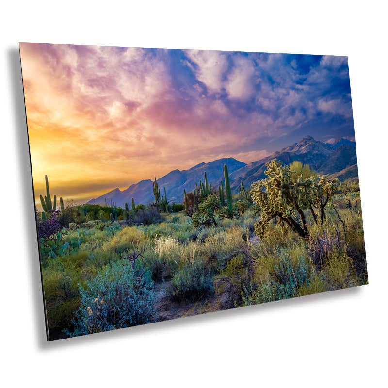 Desert Wonderland: Sabino Canyon Sunset Tucson Arizona Cactus Wall Art