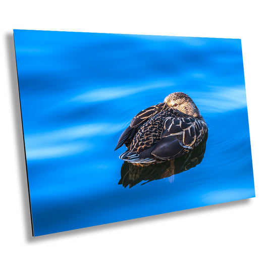 Dreaming Duck: Wall Art Nursery Home Minimalist Animal Bird Photography Duck Canvas Metal Print
