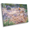 Sonoran Desert Coyote Art Print: Arizona Wildlife Photography