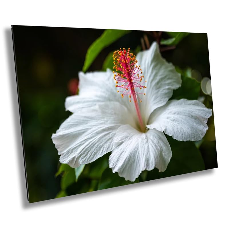 Enigmatic Blossoms: Hawaiian White Hibiscus Flower Photography Tropical Home Decor Maui Wall Art