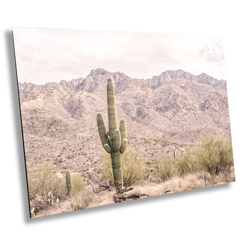 Saguaro Cactus Desert: Catalina Mountains Arizona Landscape
