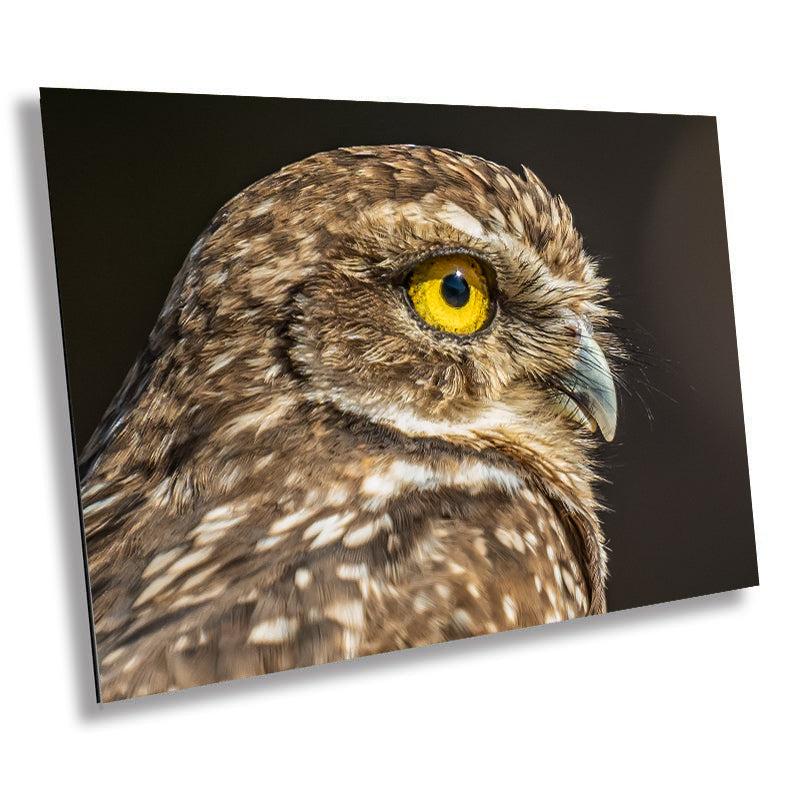 Feathered Curiosity: Burrowing Owl Wall Art Metal Aluminum Print Bird Wildlife Photography
