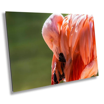 Flamingo Naptime: Wildlife and Nature Photography Pink Flamingo Bird Metal Canvas Print Flamingo Sleeping Wall Art