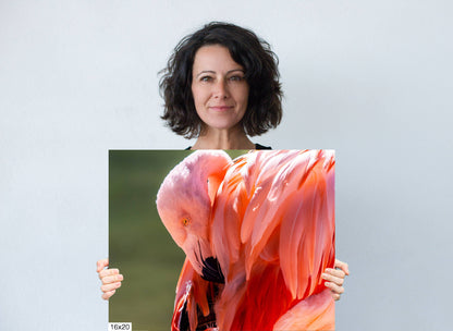 Flamingo Naptime: Wildlife and Nature Photography Pink Flamingo Bird Metal Canvas Print Flamingo Sleeping Wall Art