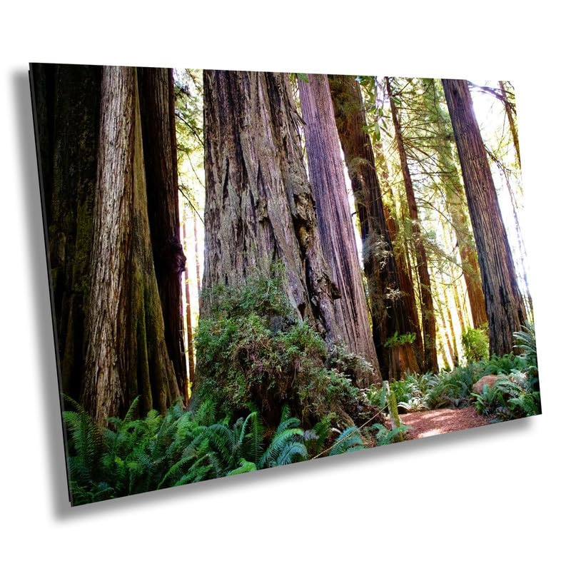 Forest Cathedral: Redwood Giants Wall Sequoia National Park Photography California