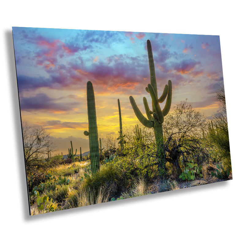 Sabino Canyon Saguaro Cactus Arizona Desert Nature Photography Wall Art
