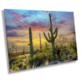 Sabino Canyon Saguaro Cactus Arizona Desert Nature Photography Wall Art