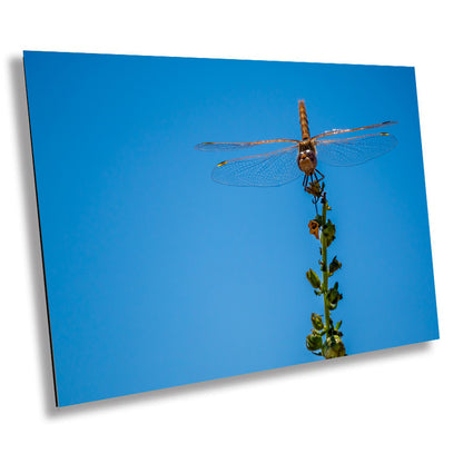 Gleaming Winged Explorer: Wandering Glider at Antelope Island State Park Metal Canvas Print Dragonfly Photography Wall Art