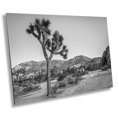 Joshua Tree Wall Art - California Desert Landscape Canvas | Black and White Desert Photography