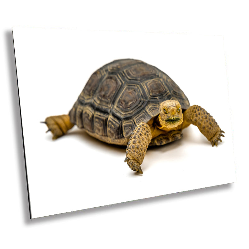 Hard Shell Finish: The Desert Tortoise Wall Art Metal Canvas Print Turtle Photography