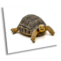 Hard Shell Finish: The Desert Tortoise Wall Art Metal Canvas Print Turtle Photography