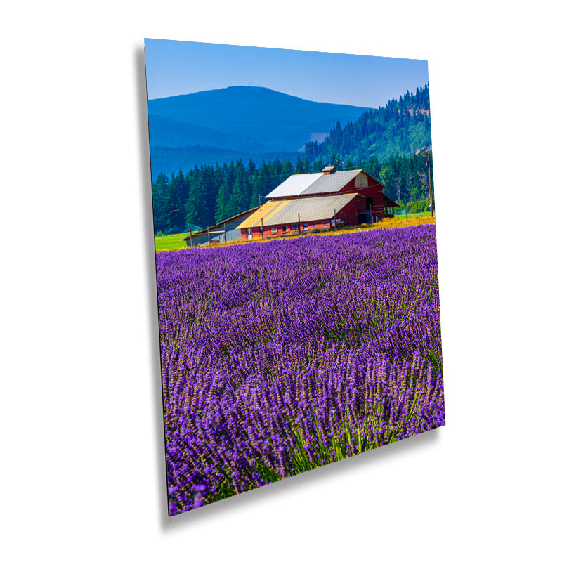 Lavender Field Print: Mount Hood, Oregon Landscape Photography