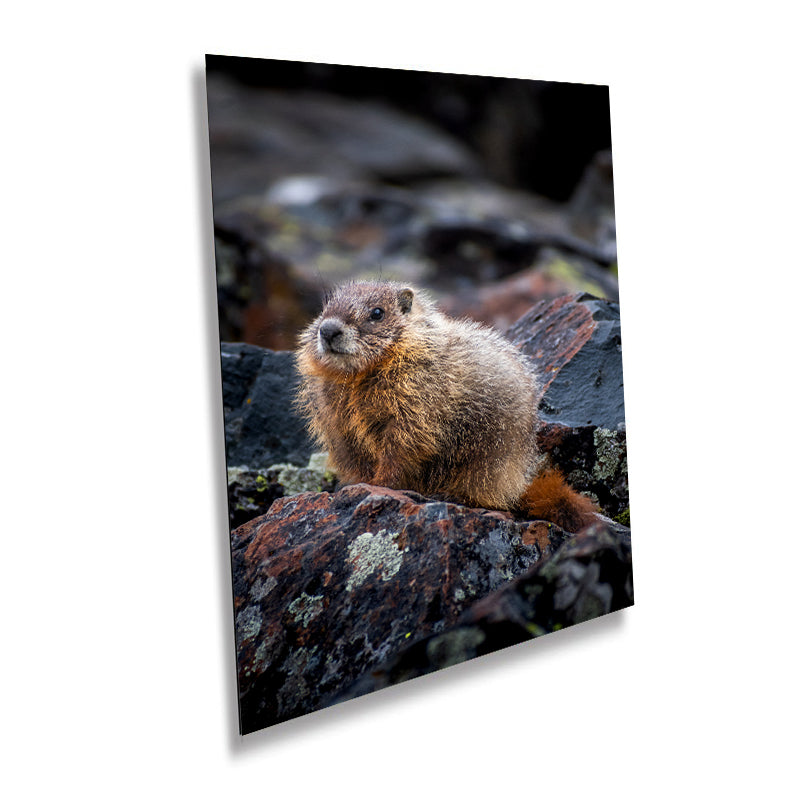 Yellowstone Marmot Wildlife Photography: Aluminum, Acrylic, Canvas Print