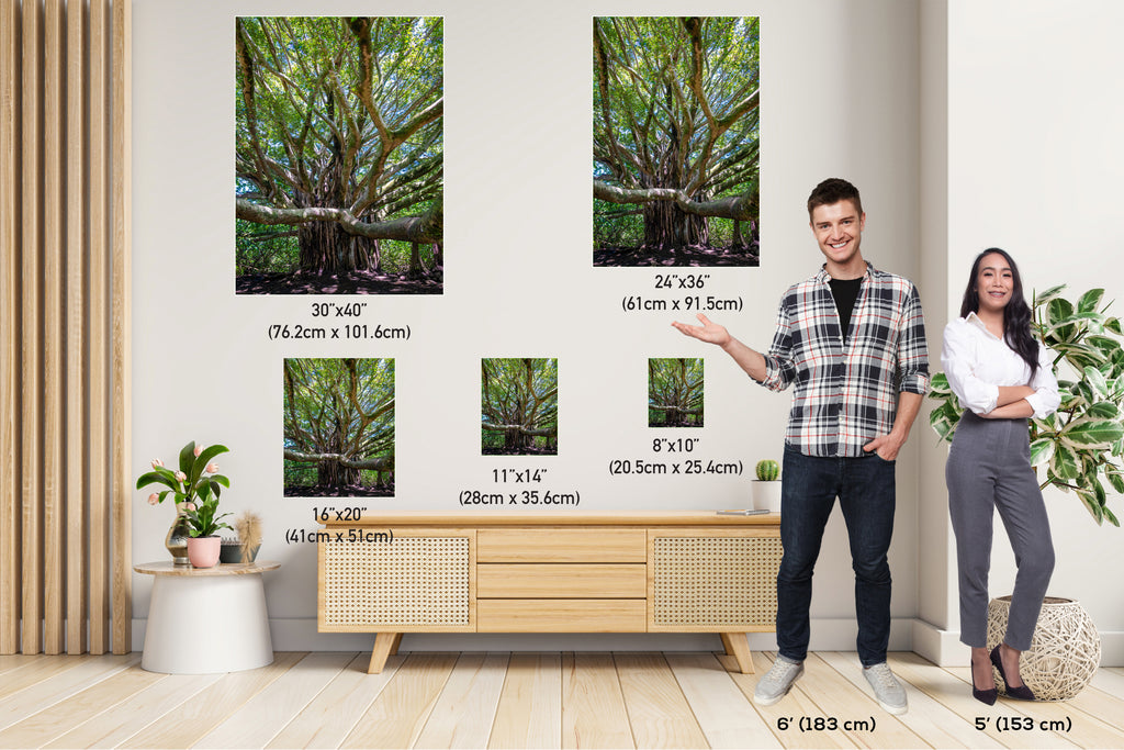 Roots of Time - Banyan Tree in Haleakala National Park Photography Maui Nature Canvas Print Hawaii Landscape