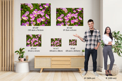 Petals of Sunshine: Field of Primrose February Birth Flower Photography Metal Canvas Art Print